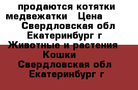 продаются котятки медвежатки › Цена ­ 3 000 - Свердловская обл., Екатеринбург г. Животные и растения » Кошки   . Свердловская обл.,Екатеринбург г.